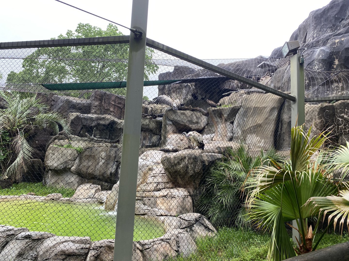 Cats, Hoofed Animals, and More- Vulture Enclosure