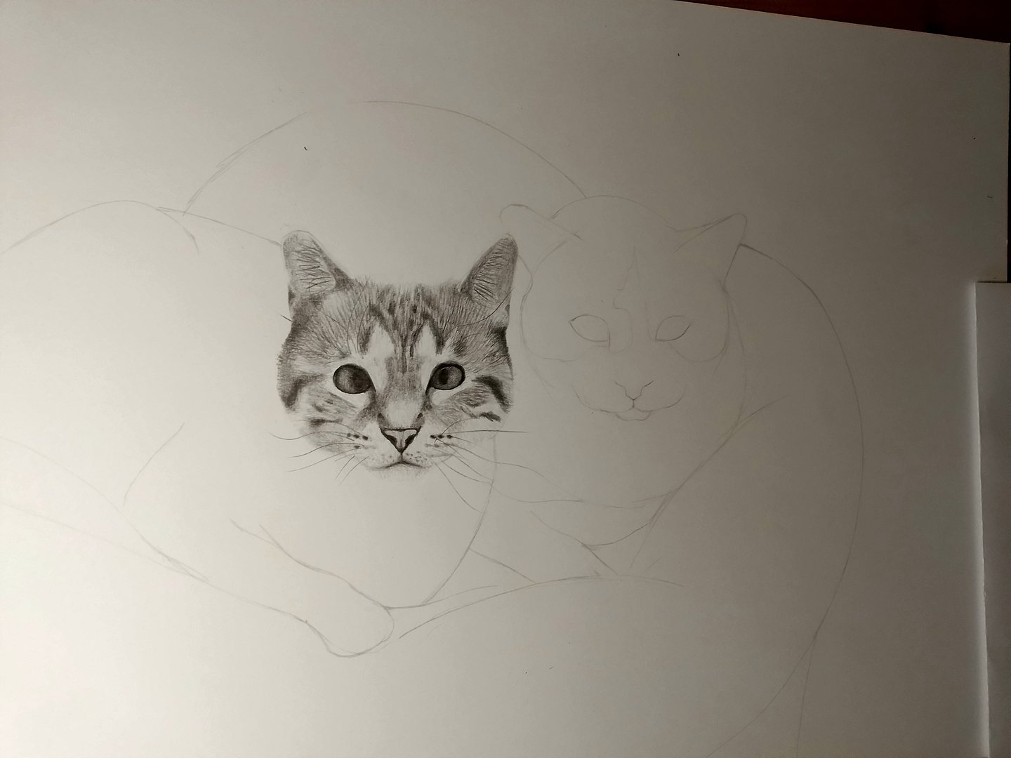 Cats in progress