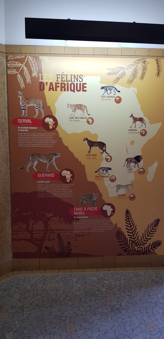 Cats of Africa signage