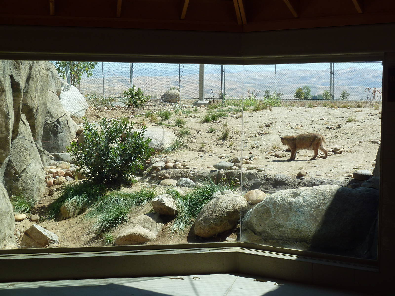 Cats Of California Complex - Bobcat Exhibit