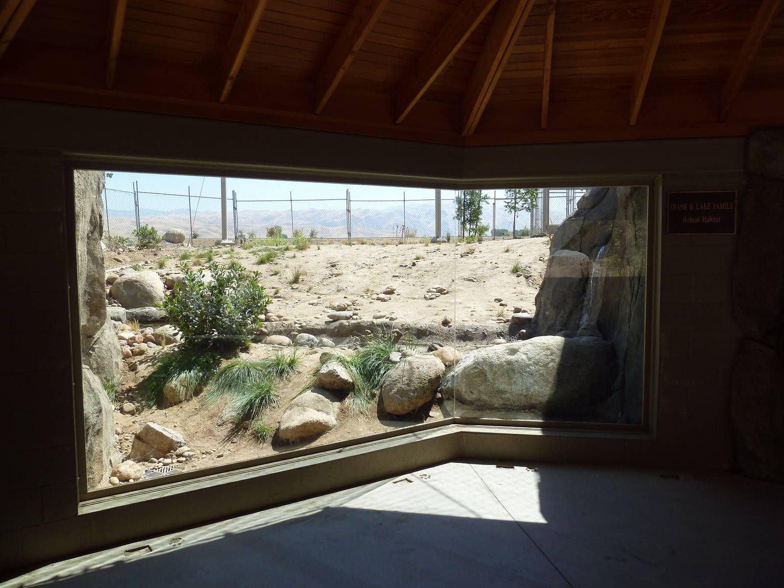 Cats Of California Complex - Bobcat Exhibit