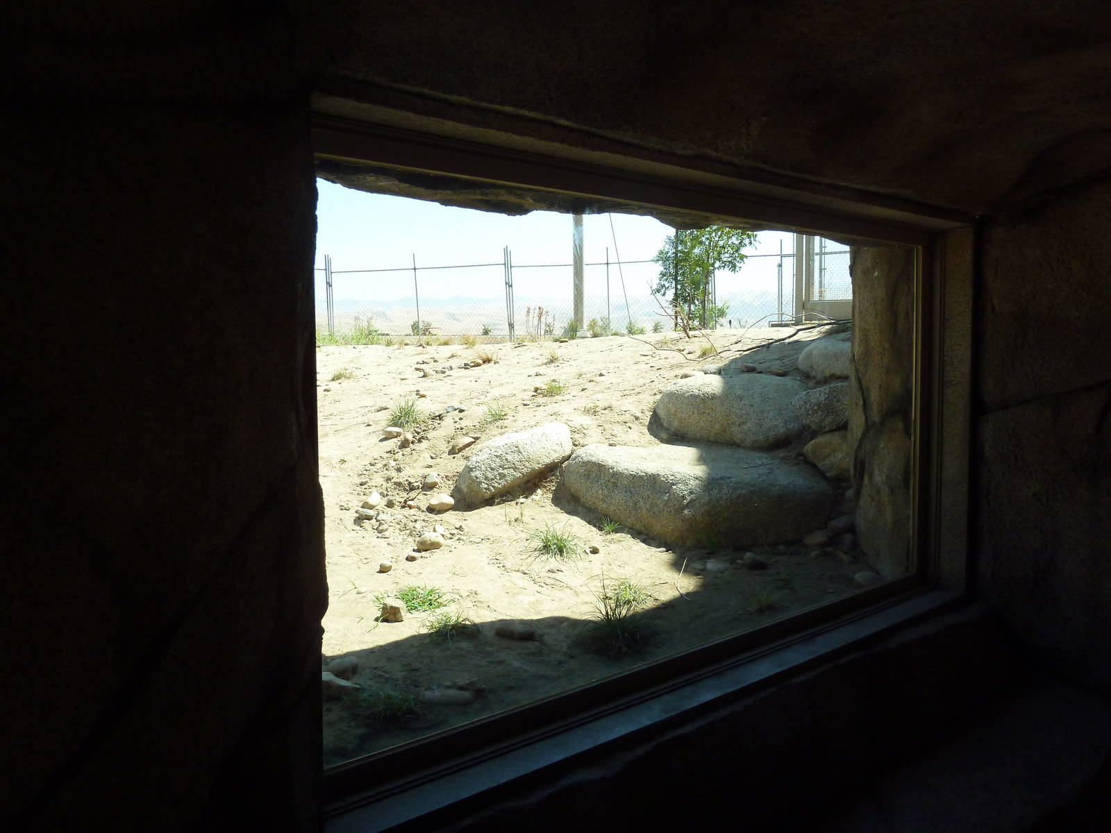 Cats Of California Complex - Bobcat Exhibit
