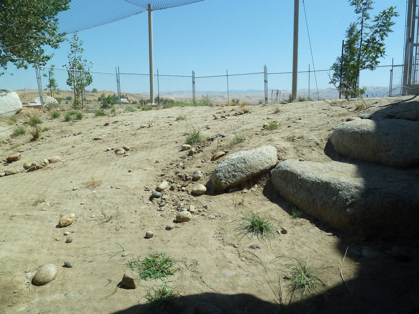 Cats Of California Complex - Bobcat Exhibit