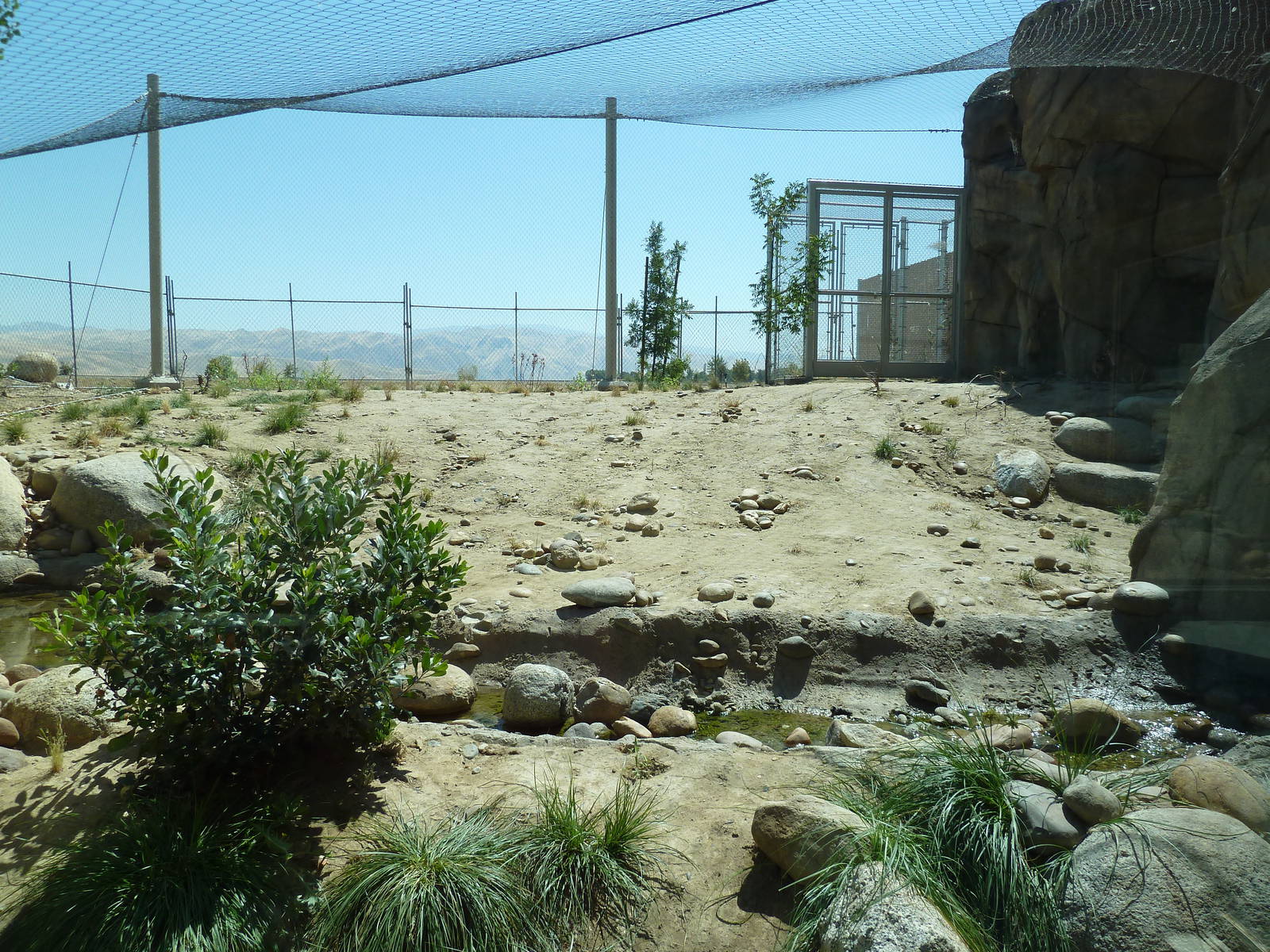 Cats Of California Complex - Bobcat Exhibit