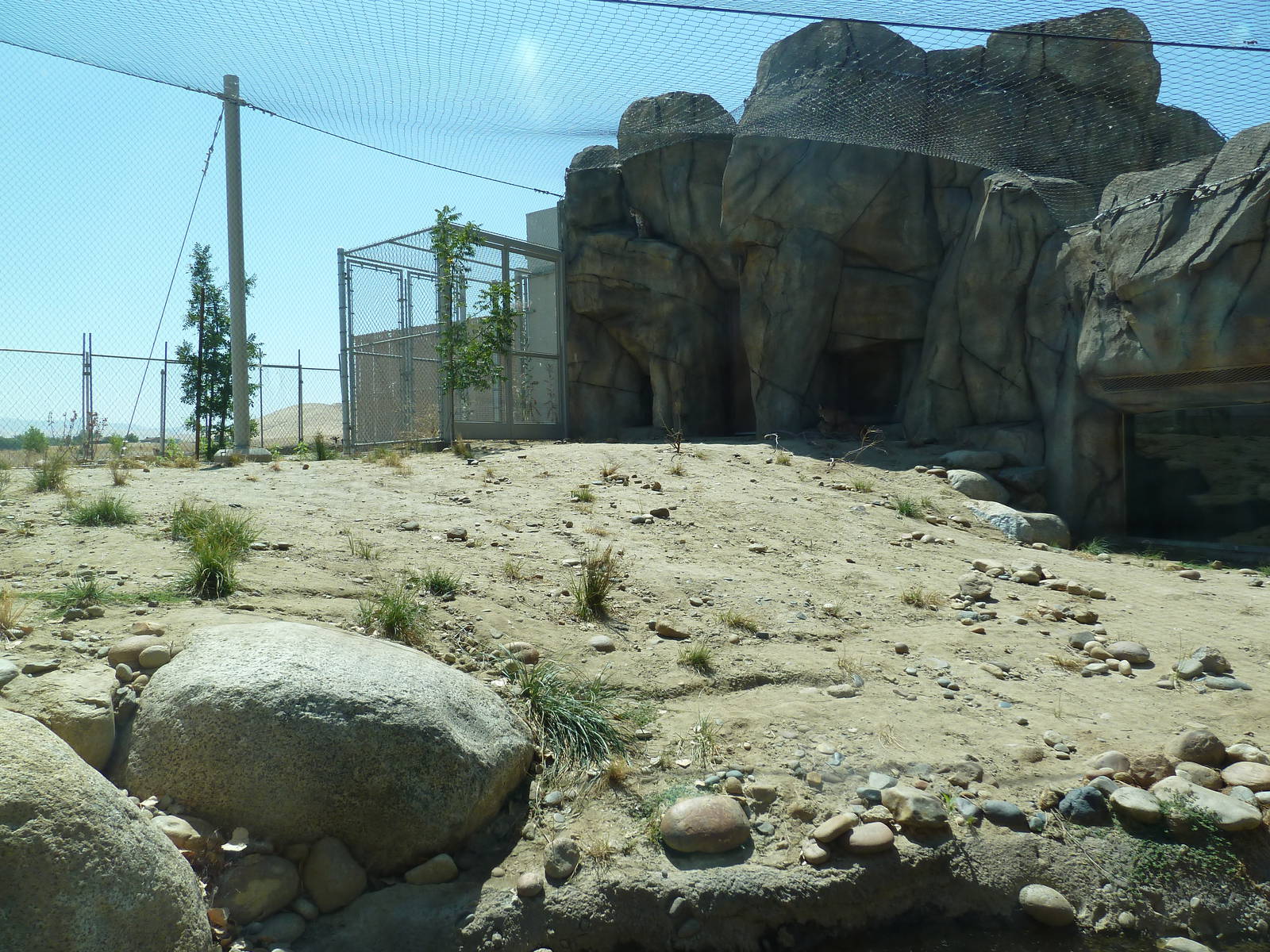 Cats Of California Complex - Bobcat Exhibit