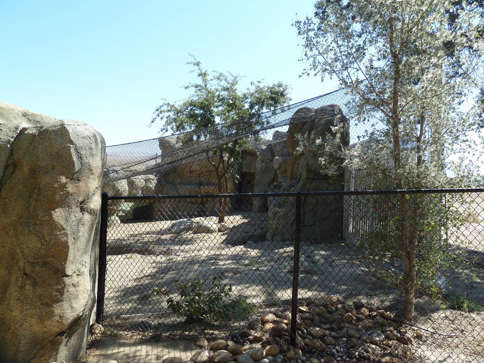 Cats Of California Complex - Cougar Exhibit