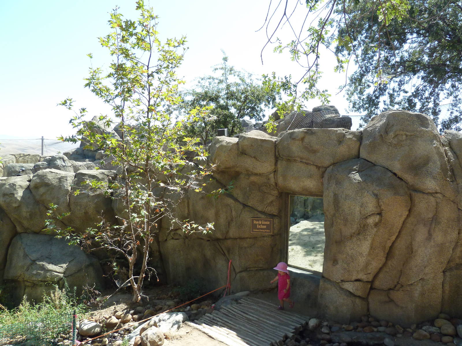 Cats Of California Complex - Cougar Exhibit
