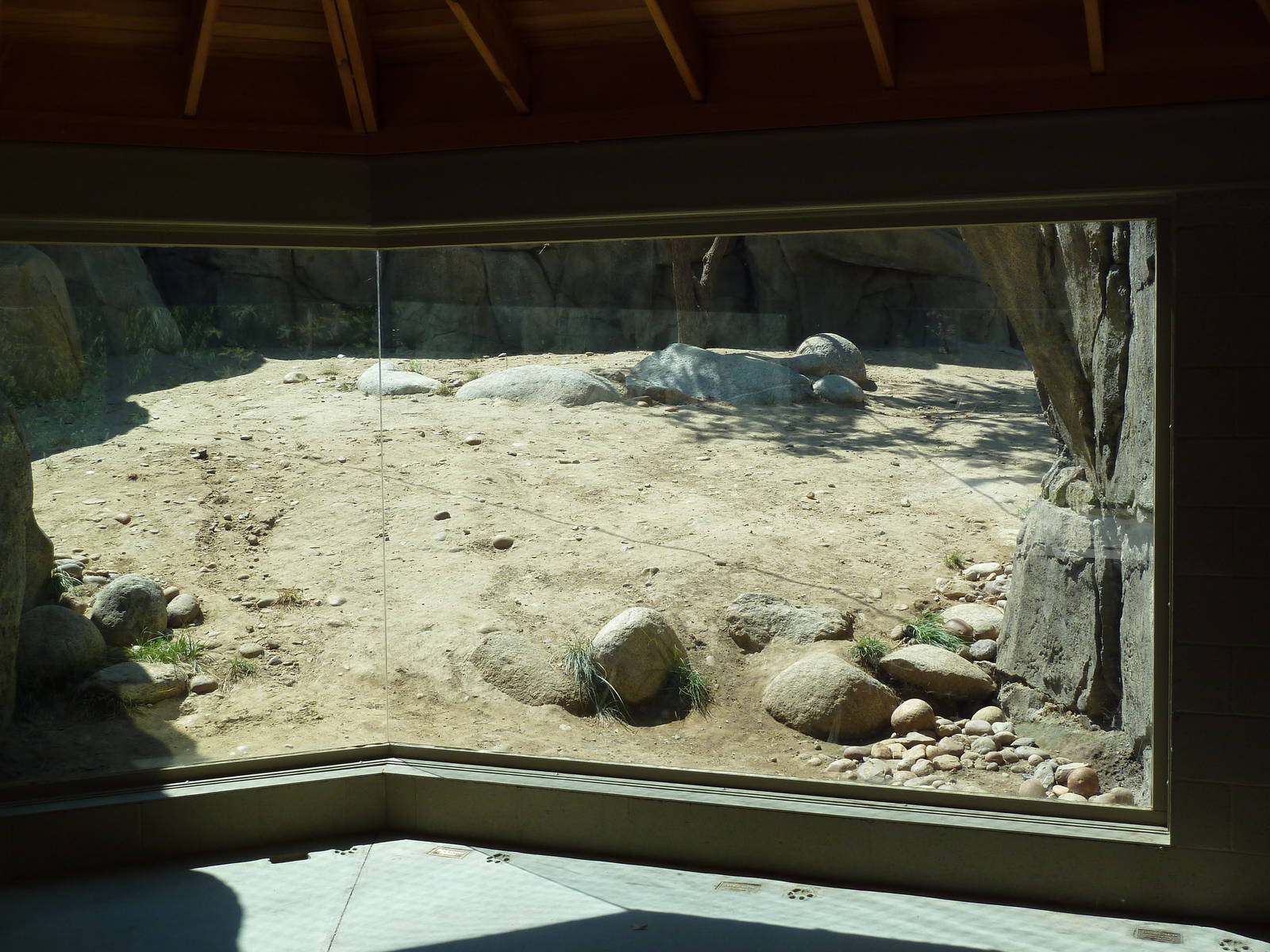 Cats Of California Complex - Cougar Exhibit