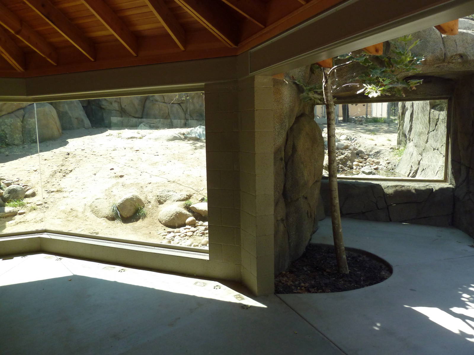 Cats Of California Complex - Cougar Exhibit