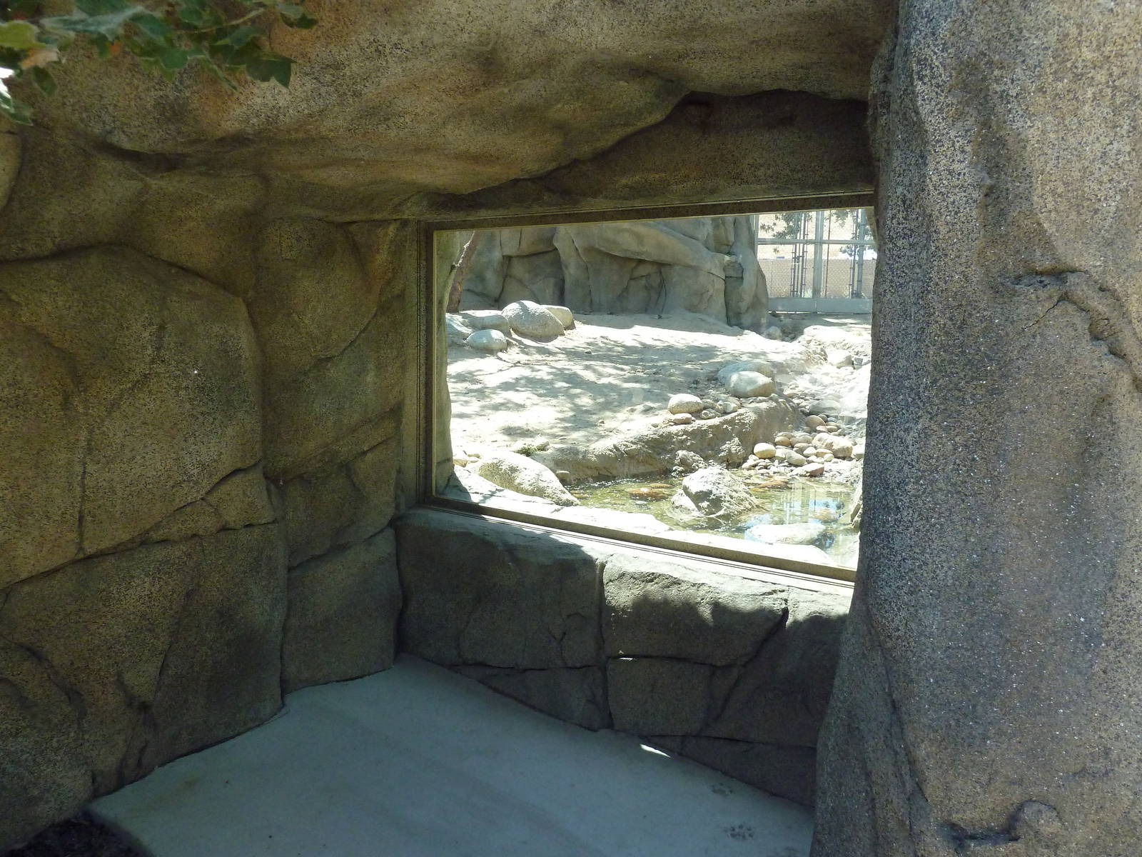 Cats Of California Complex - Cougar Exhibit