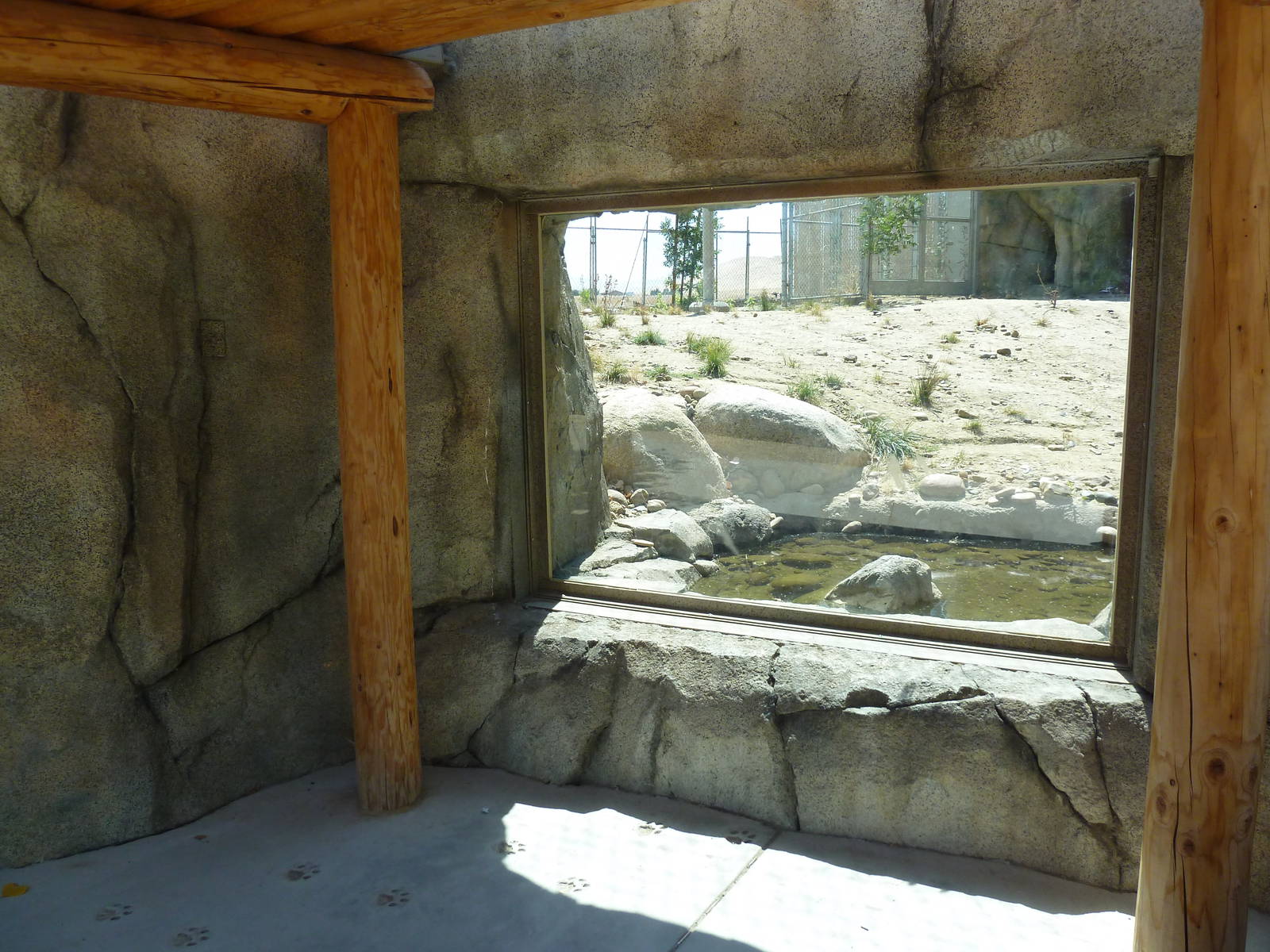 Cats Of California Complex - Cougar Exhibit