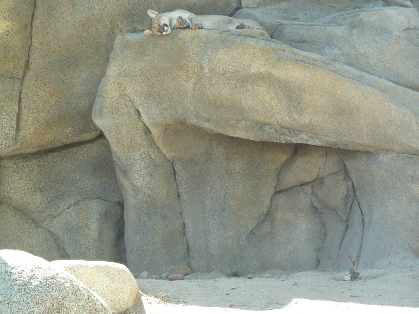 Cats Of California Complex - Cougar