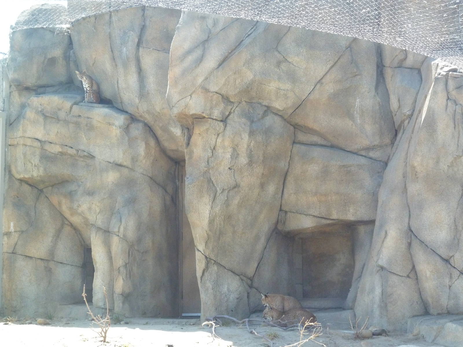 Cats Of California Complex - See 3 Bobcats?