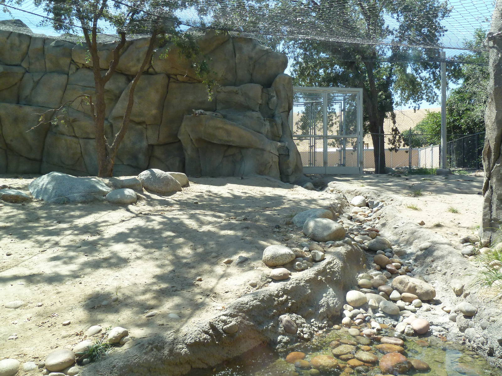 Cats Of California Complex - See The Cougar?