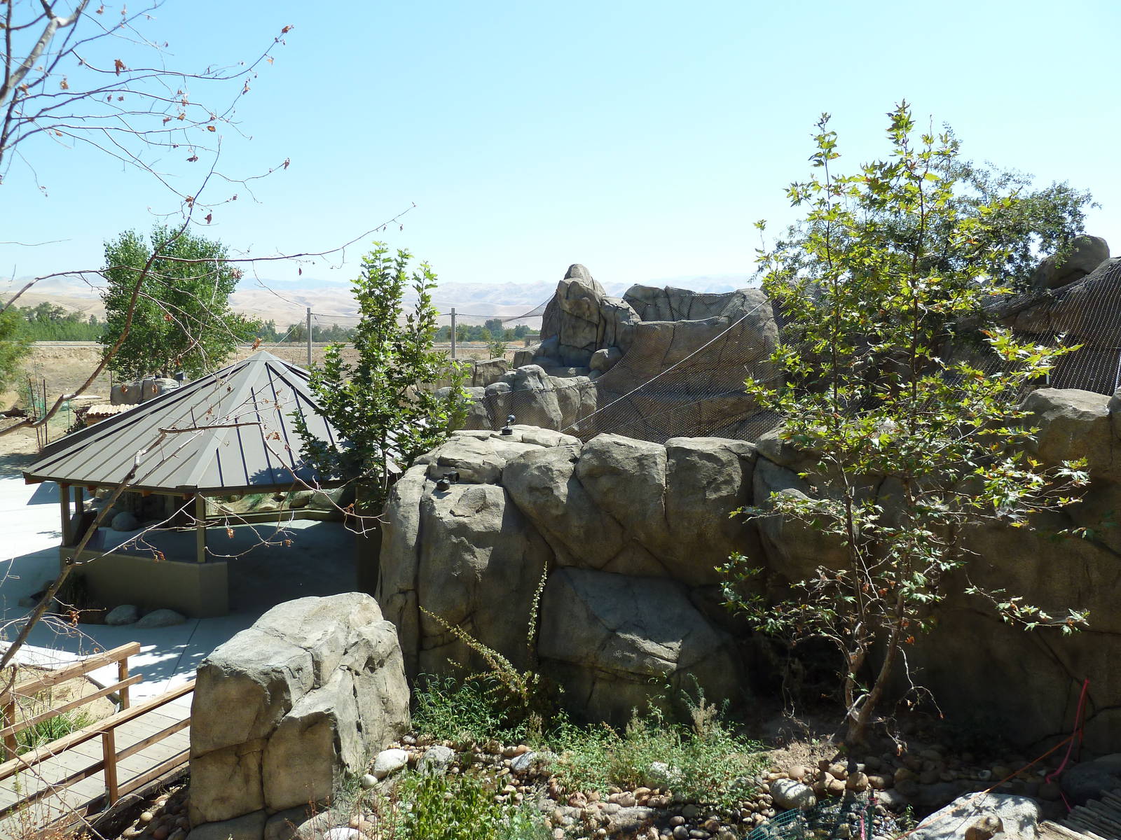 Cats Of California Complex