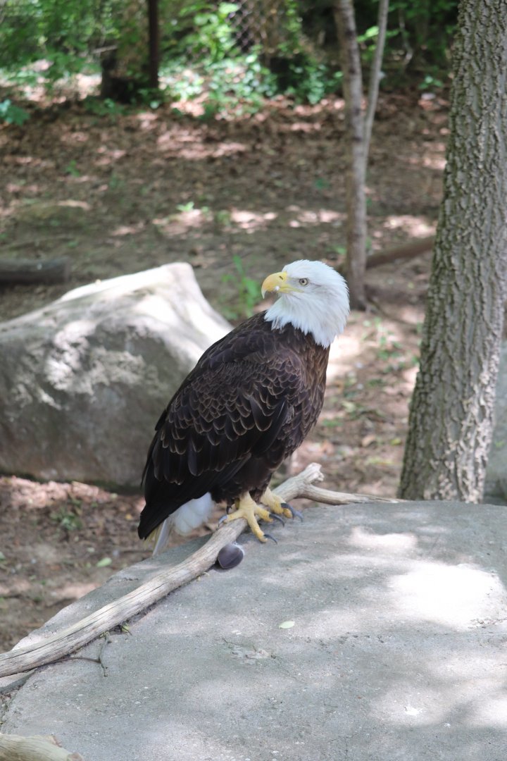 Cats of the Americas - Bald Eagle