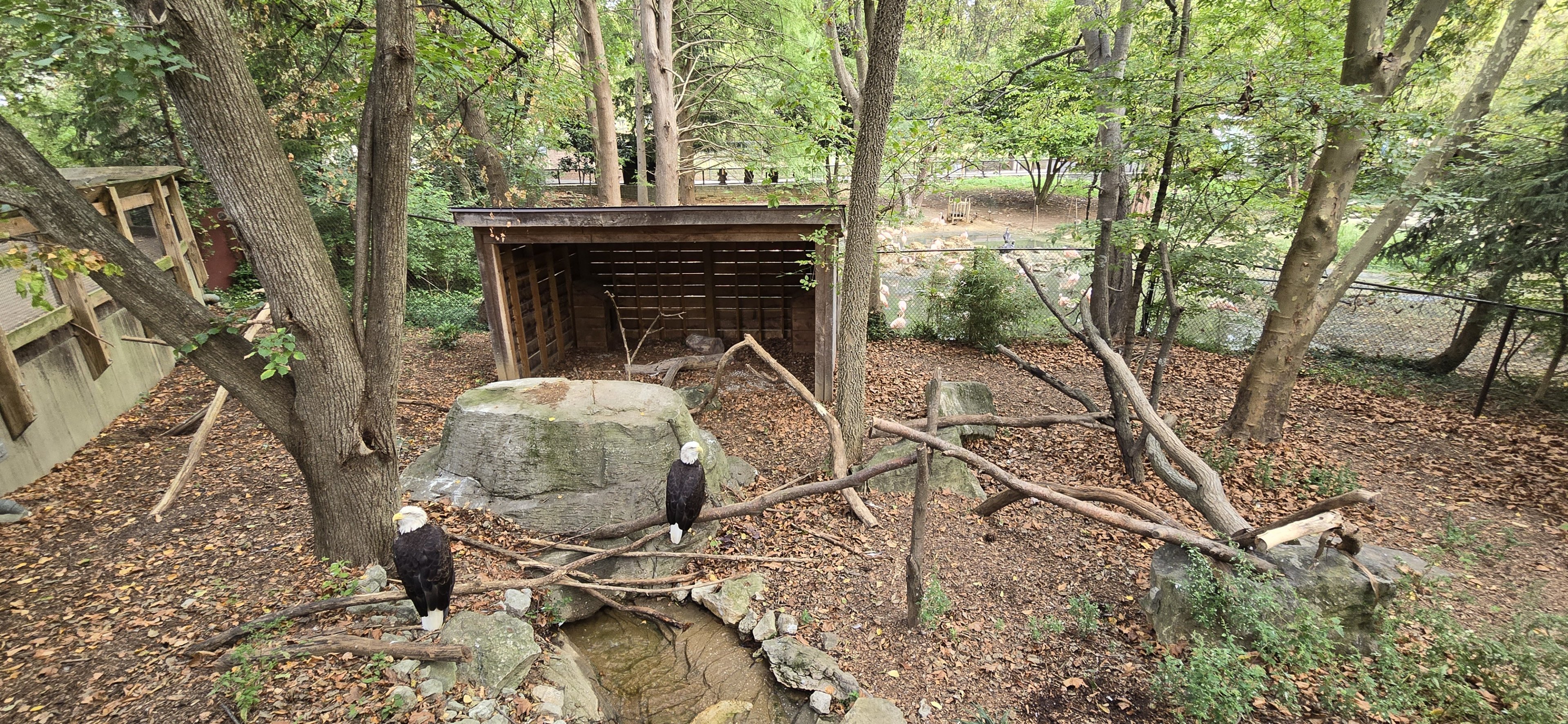 Cats of the Americas - Bald eagles