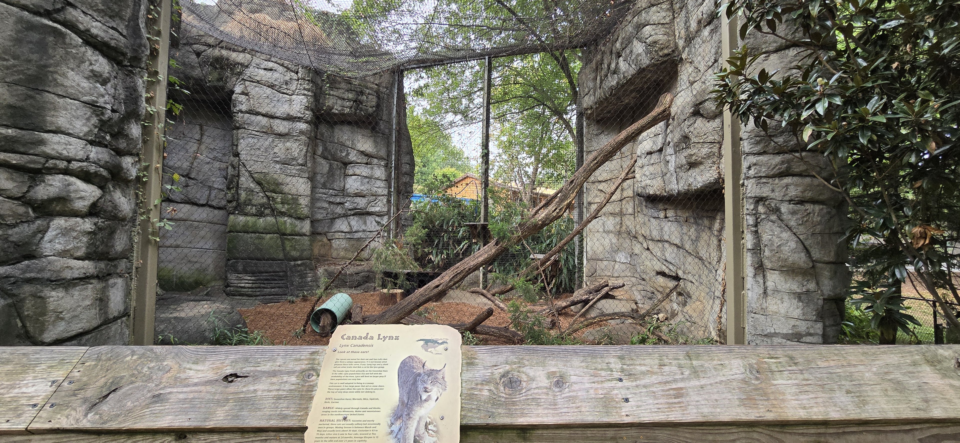 Cats of the Americas - Canadian lynx