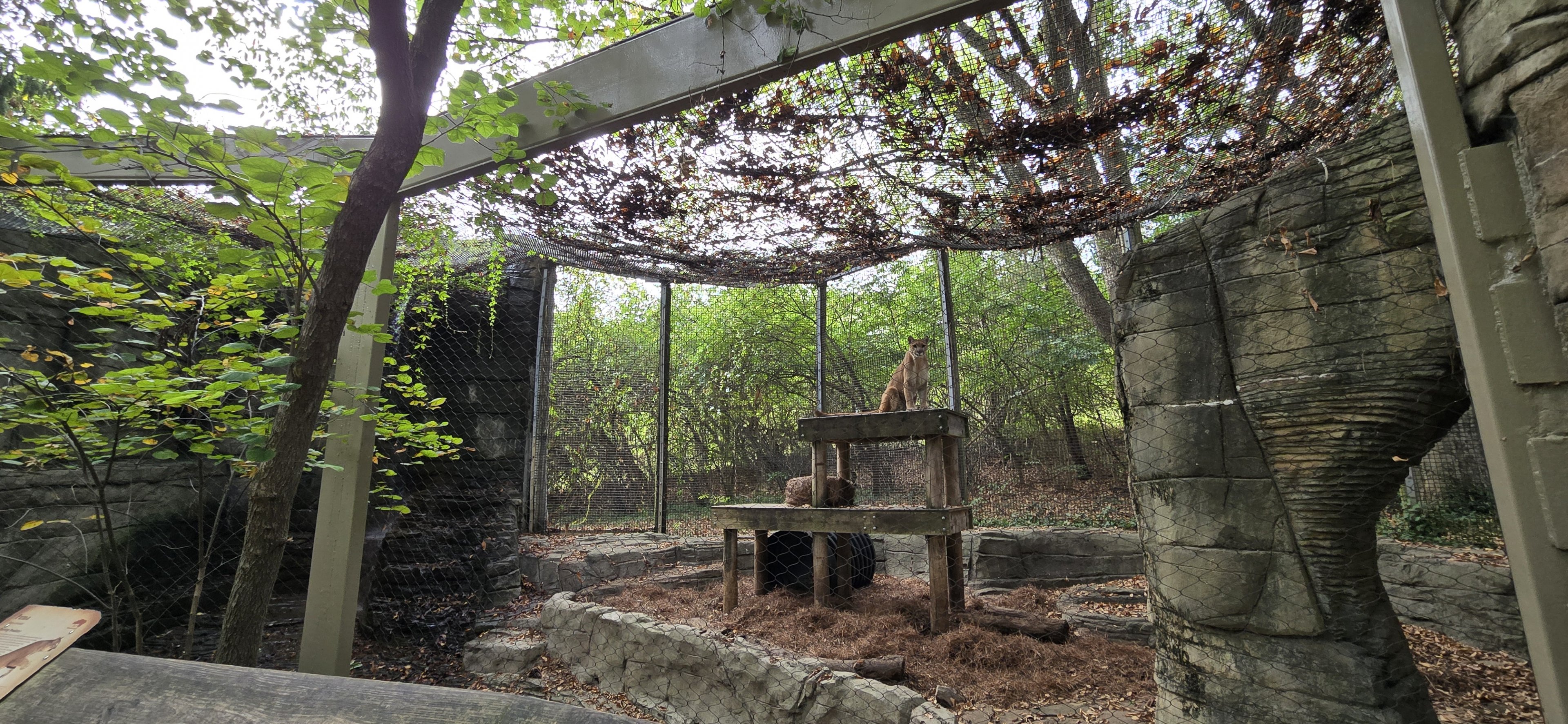 Cats of the Americas - Puma