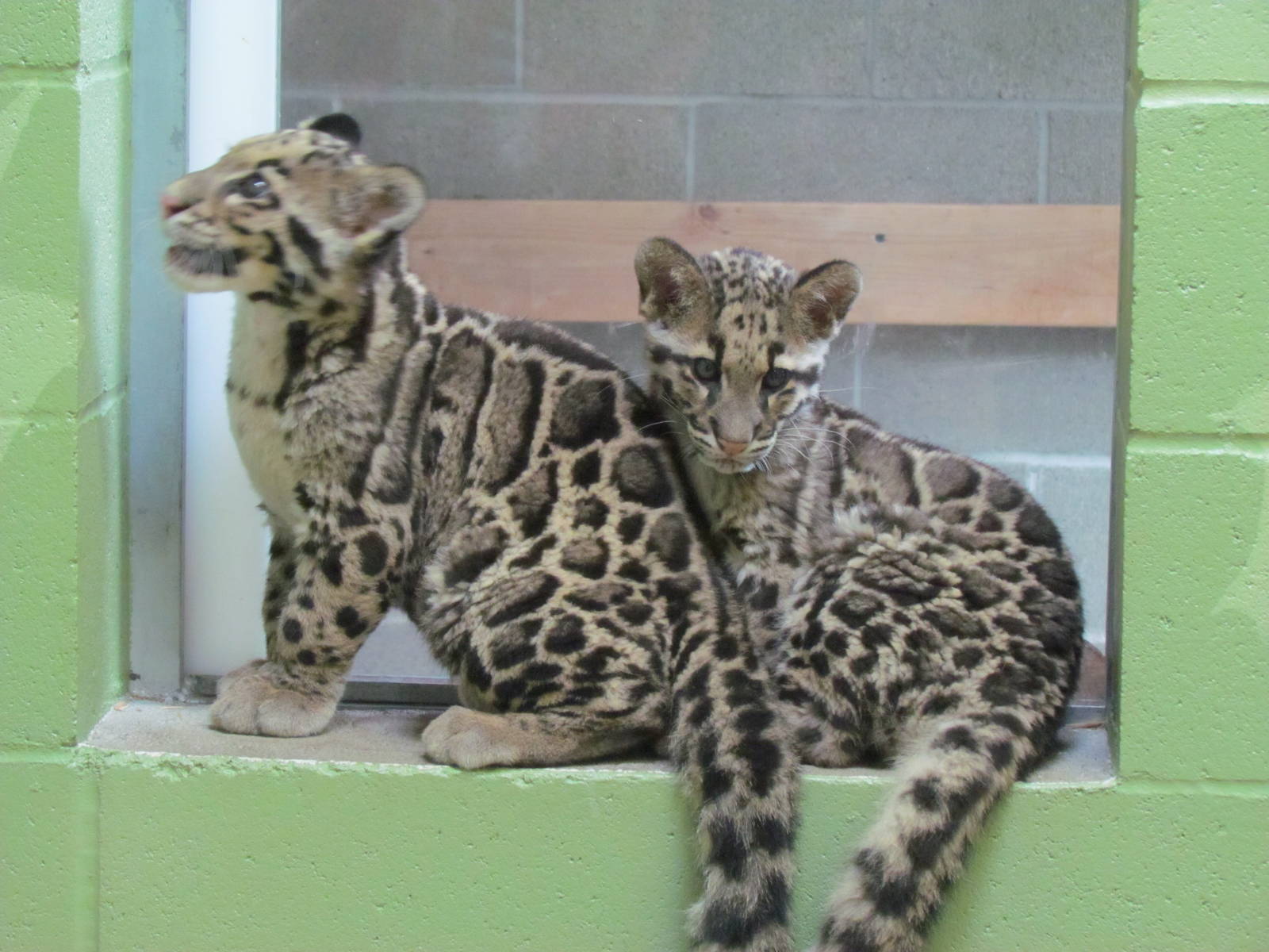 Cats of the Canopy - Clouded Leopard Cubs