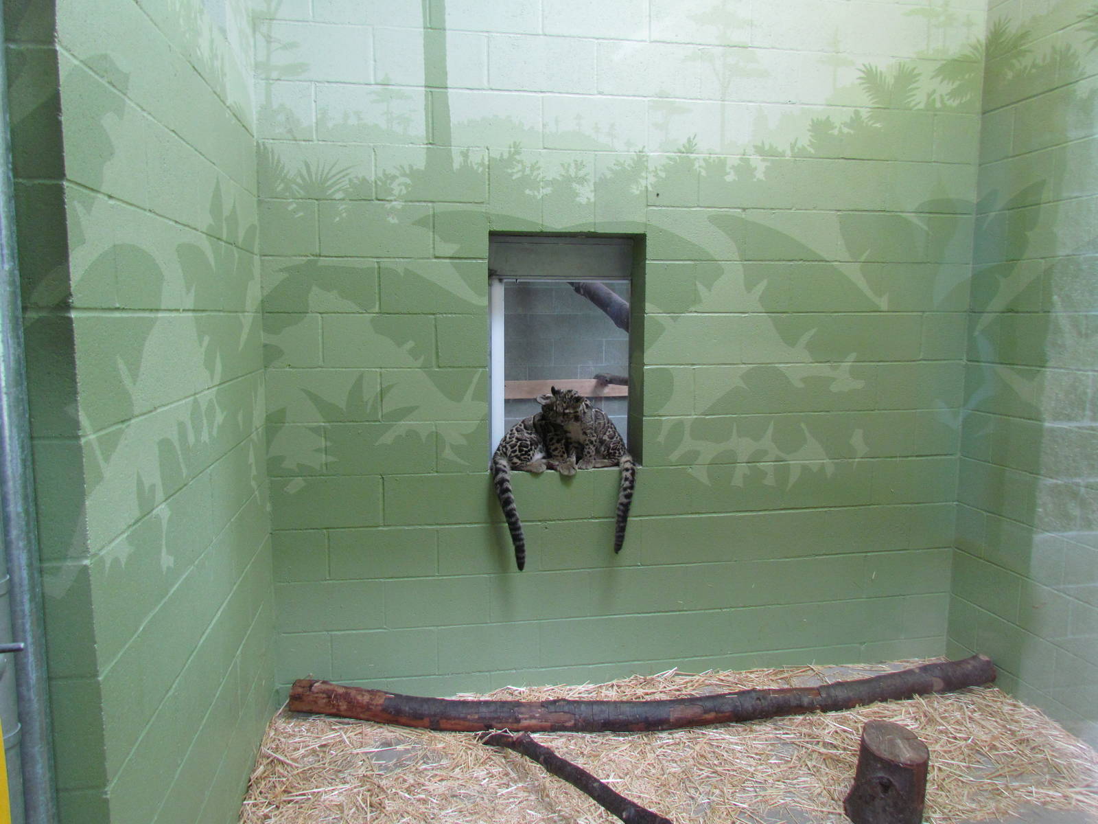 Cats of the Canopy - Clouded Leopard Cubs