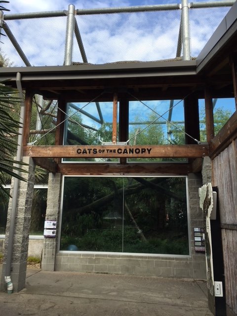 Cats of the Canopy - Clouded Leopard Exhibit (very tall!)