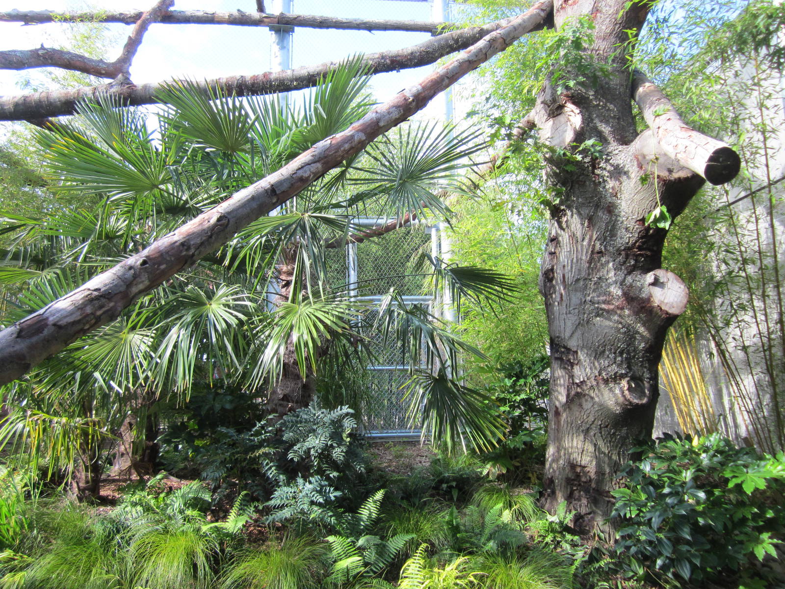 Cats Of The Canopy - New In 2011