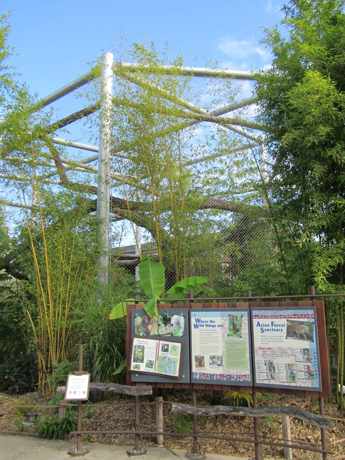 Cats Of The Canopy - New In 2011