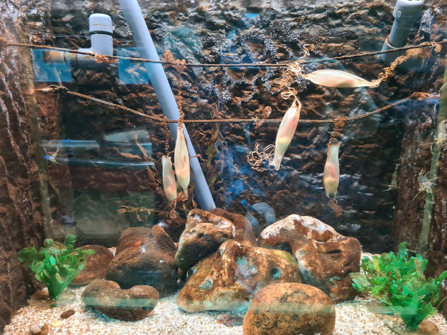 Catshark egg hatching tank