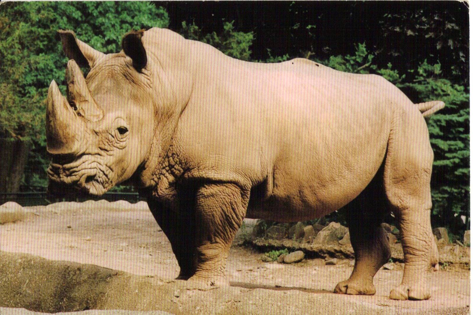 Catskill Game Farm Postcard