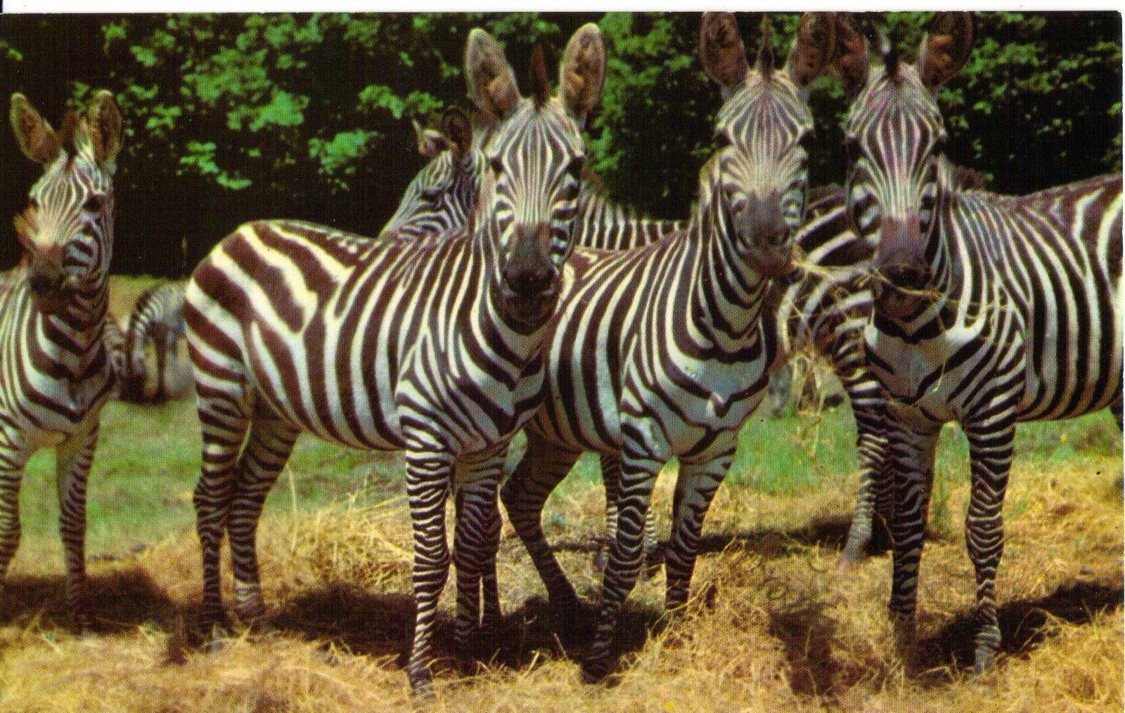 Catskill Game Farm Postcard