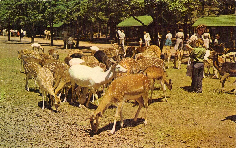 Catskill Game Farm Postcard