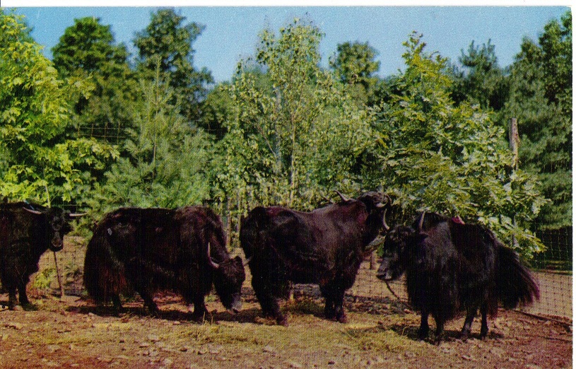 Catskill Game Farm Postcard