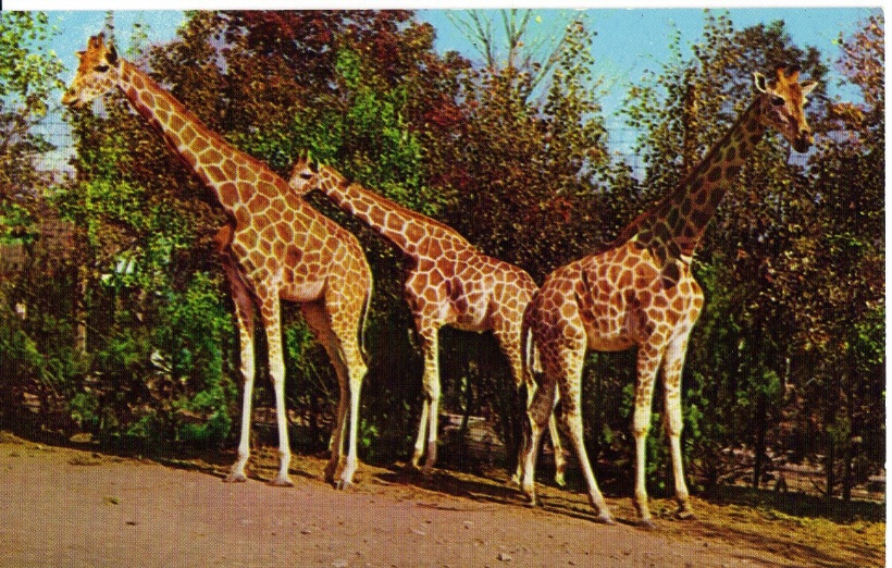 Catskill Game Farm Postcard