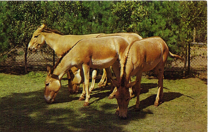 Catskill Game Farm Postcard