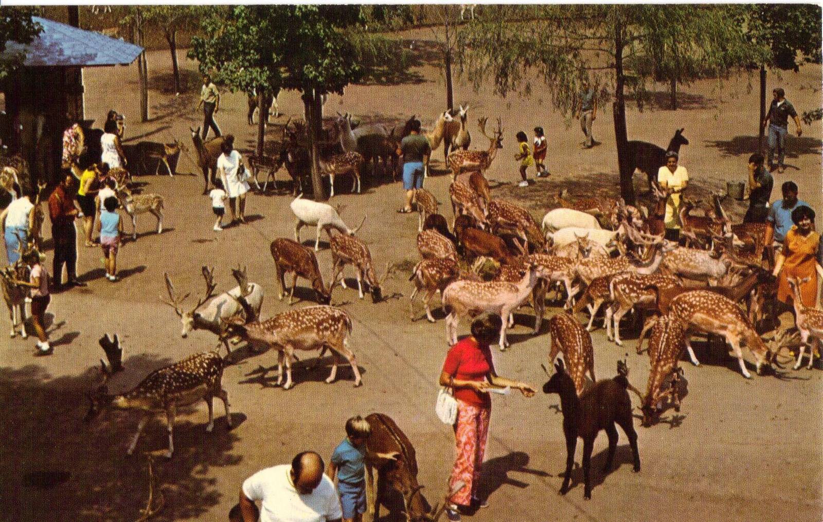 Catskill Game Farm Postcard
