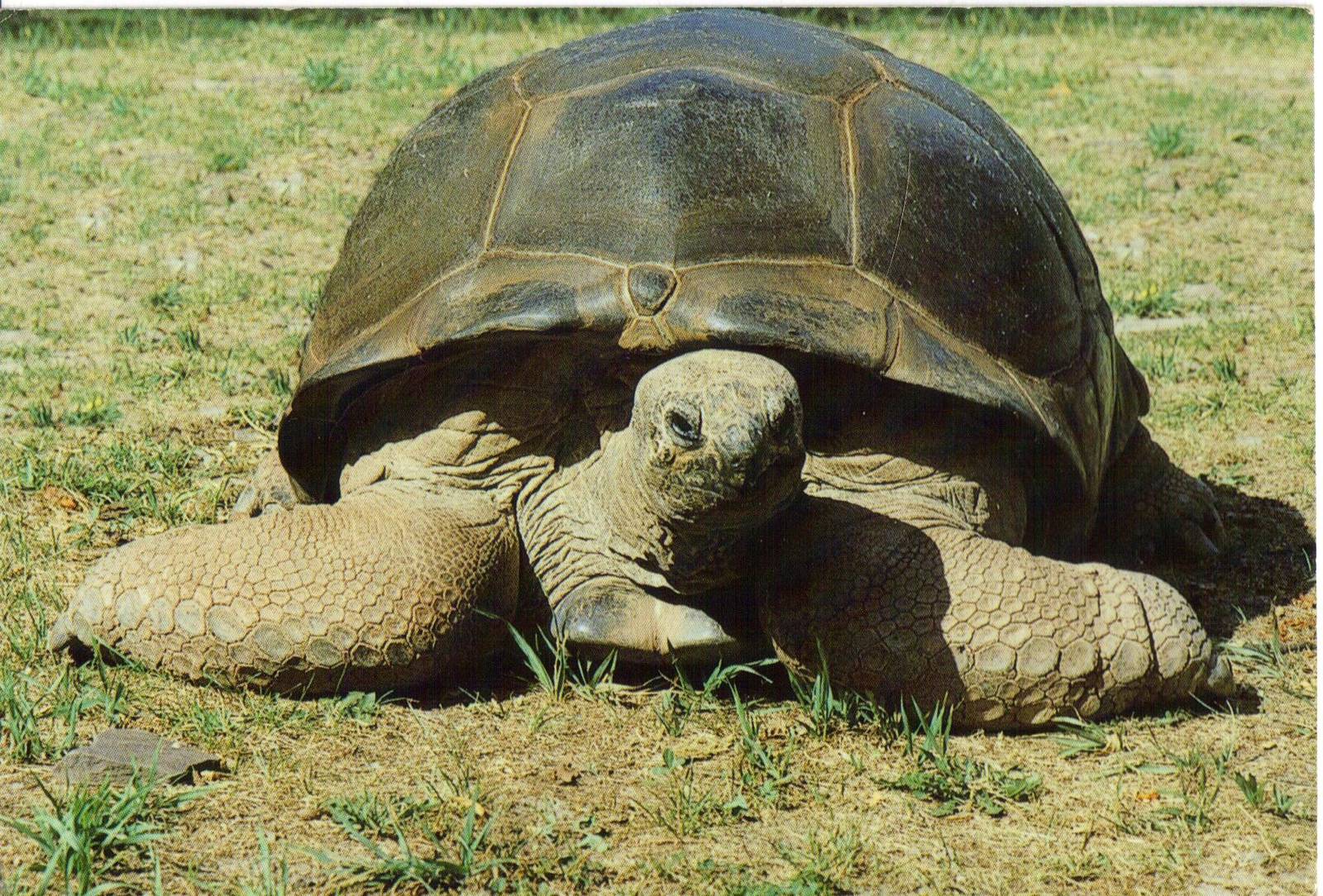 Catskill Game Farm Postcard