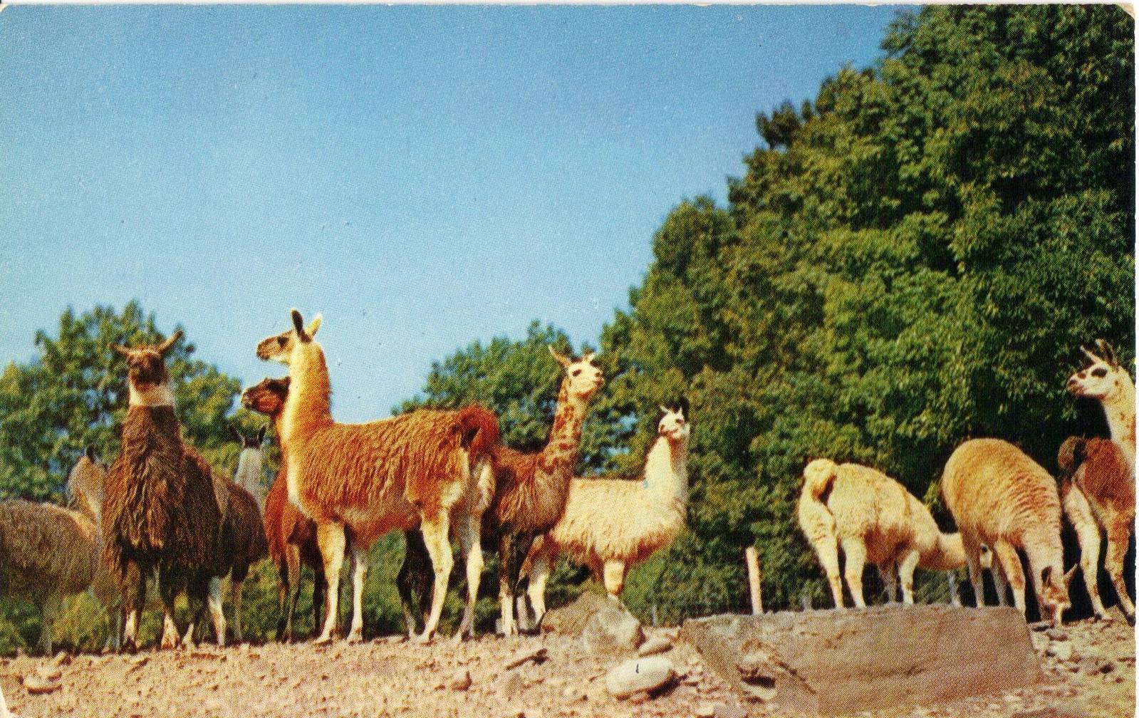 Catskill Game Farm Postcard