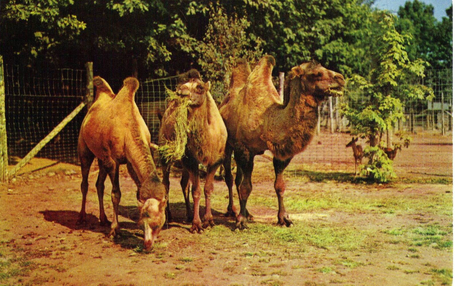 Catskill Game Farm Postcard