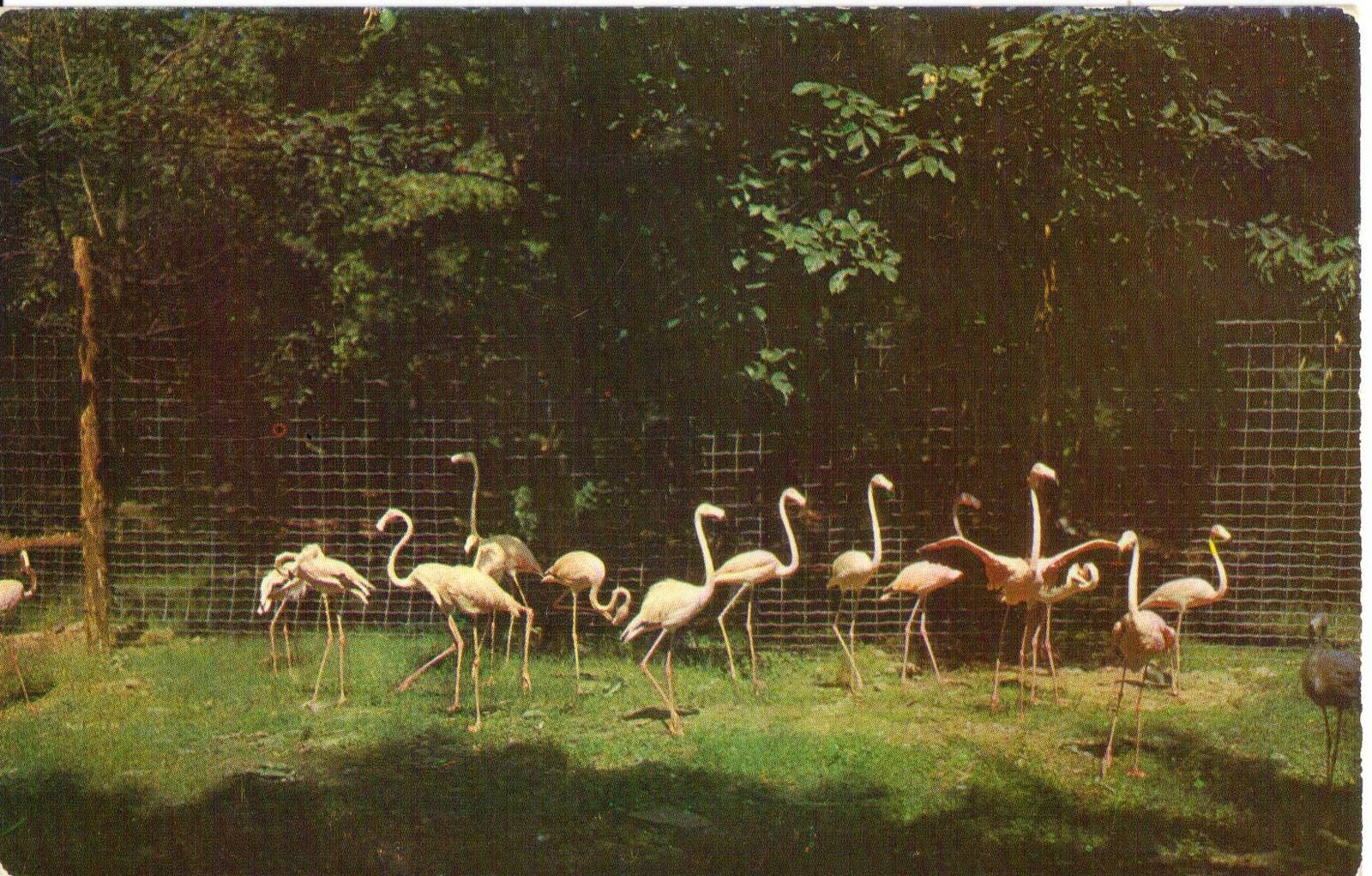 Catskill Game Farm Postcard