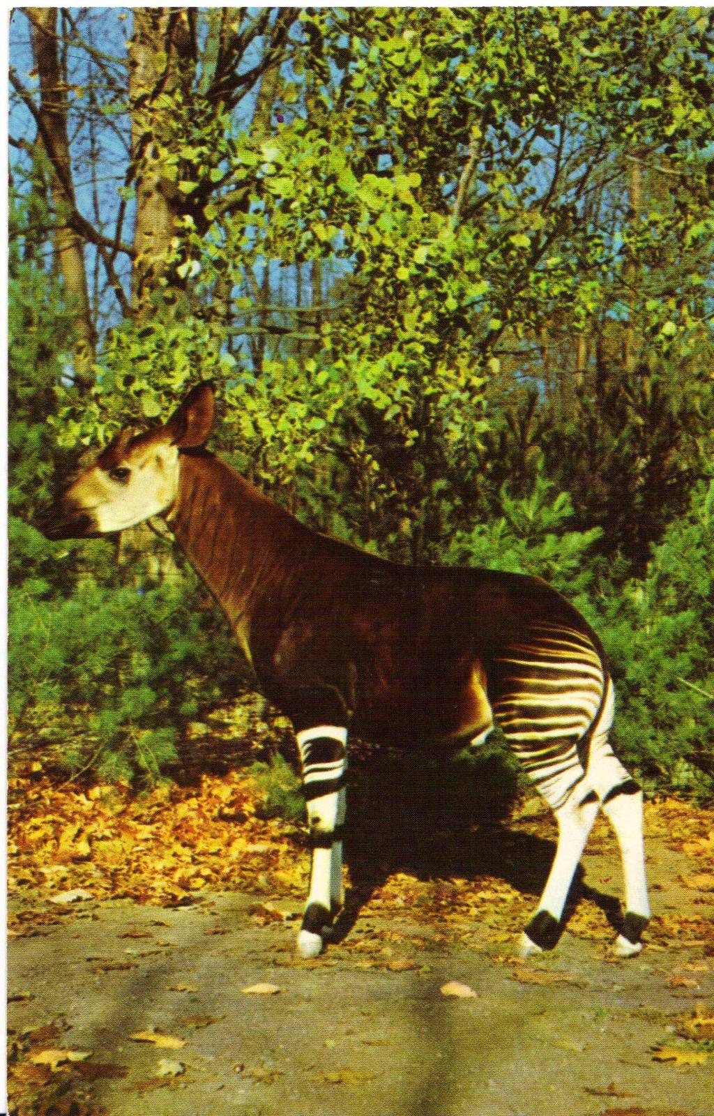 Catskill Game Farm Postcard