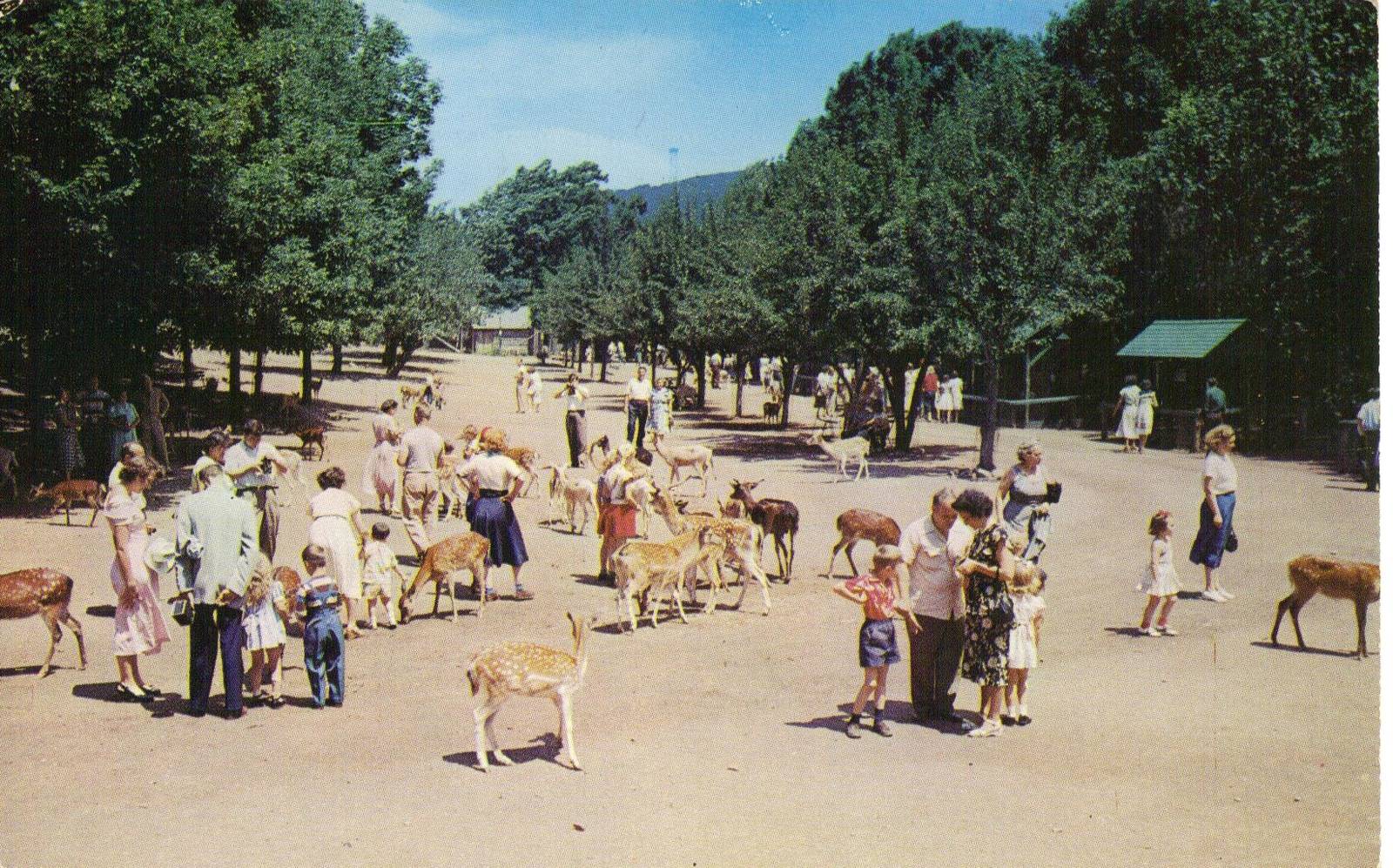 Catskill Game Farm Postcard