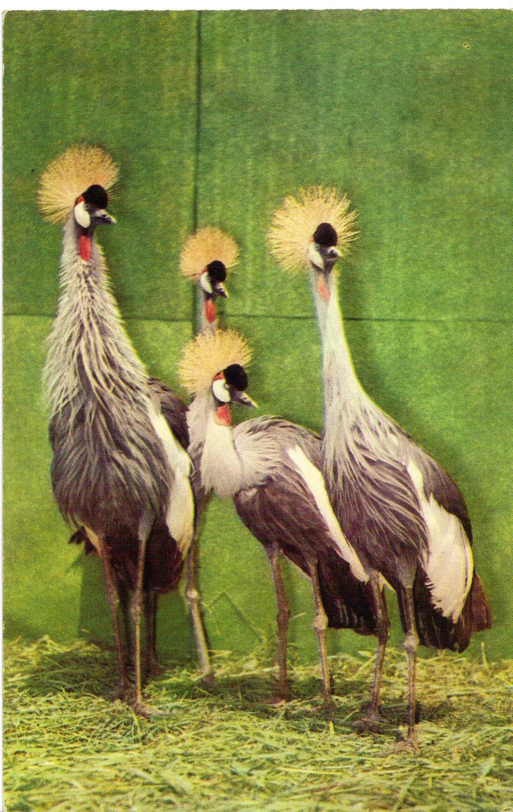 Catskill Game Farm Postcard