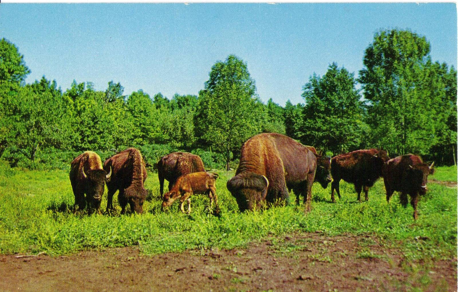 Catskill Game Farm Postcard