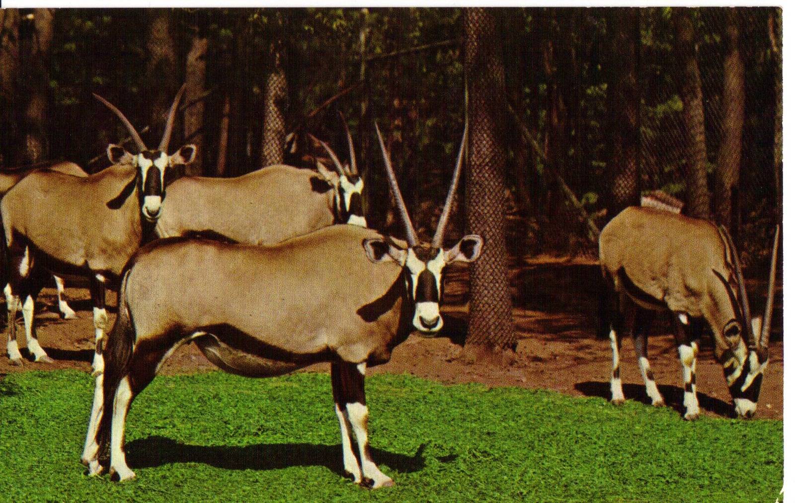 Catskill Game Farm Postcard