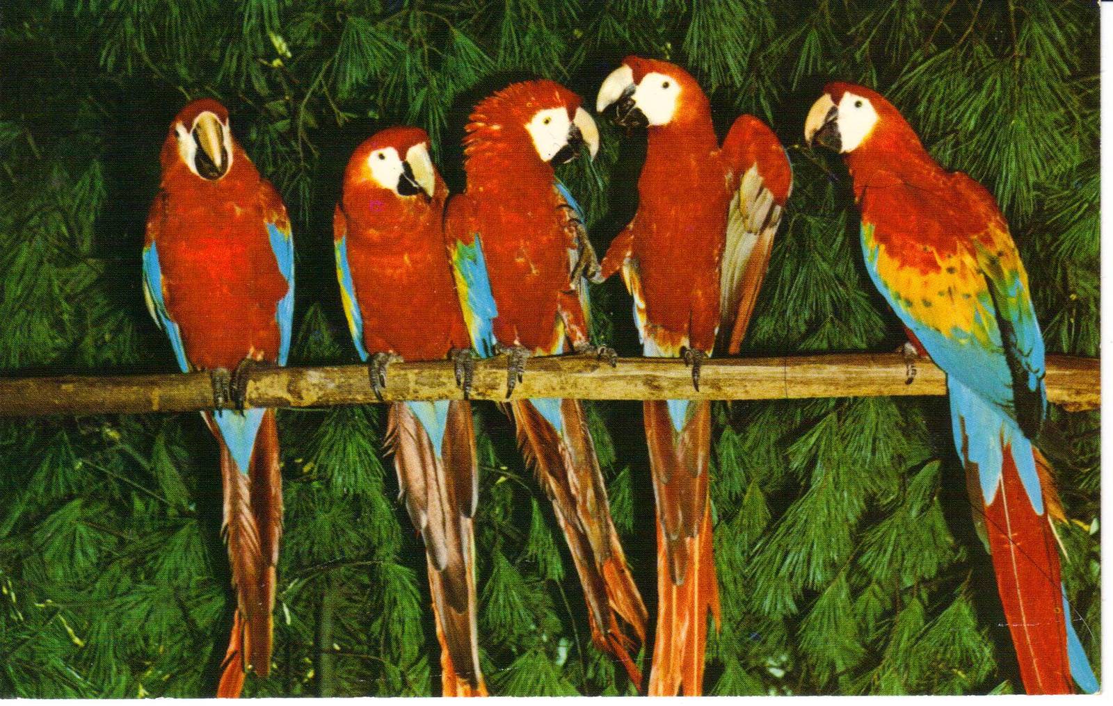 Catskill Game Farm Postcard