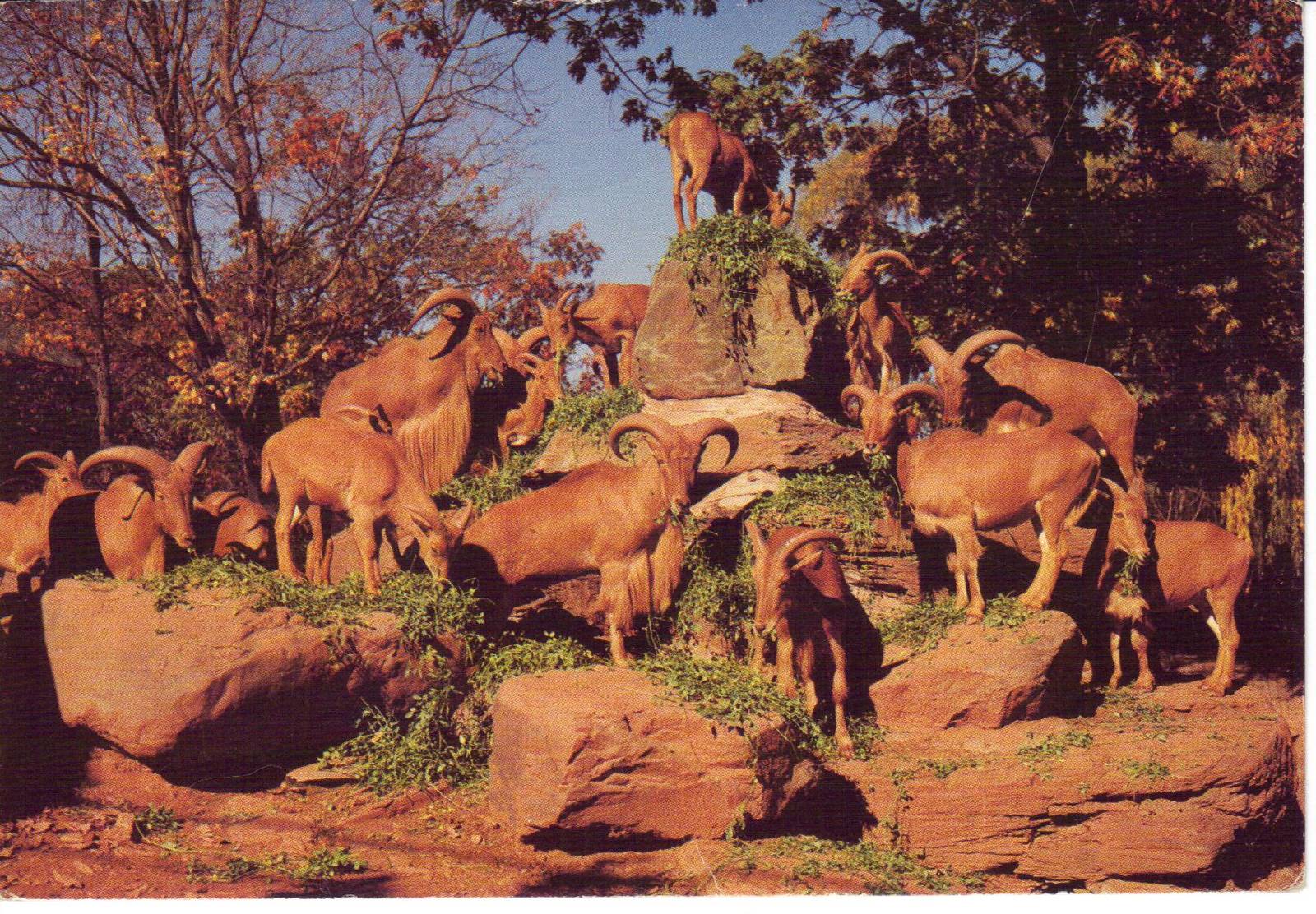 Catskill Game Farm Postcard