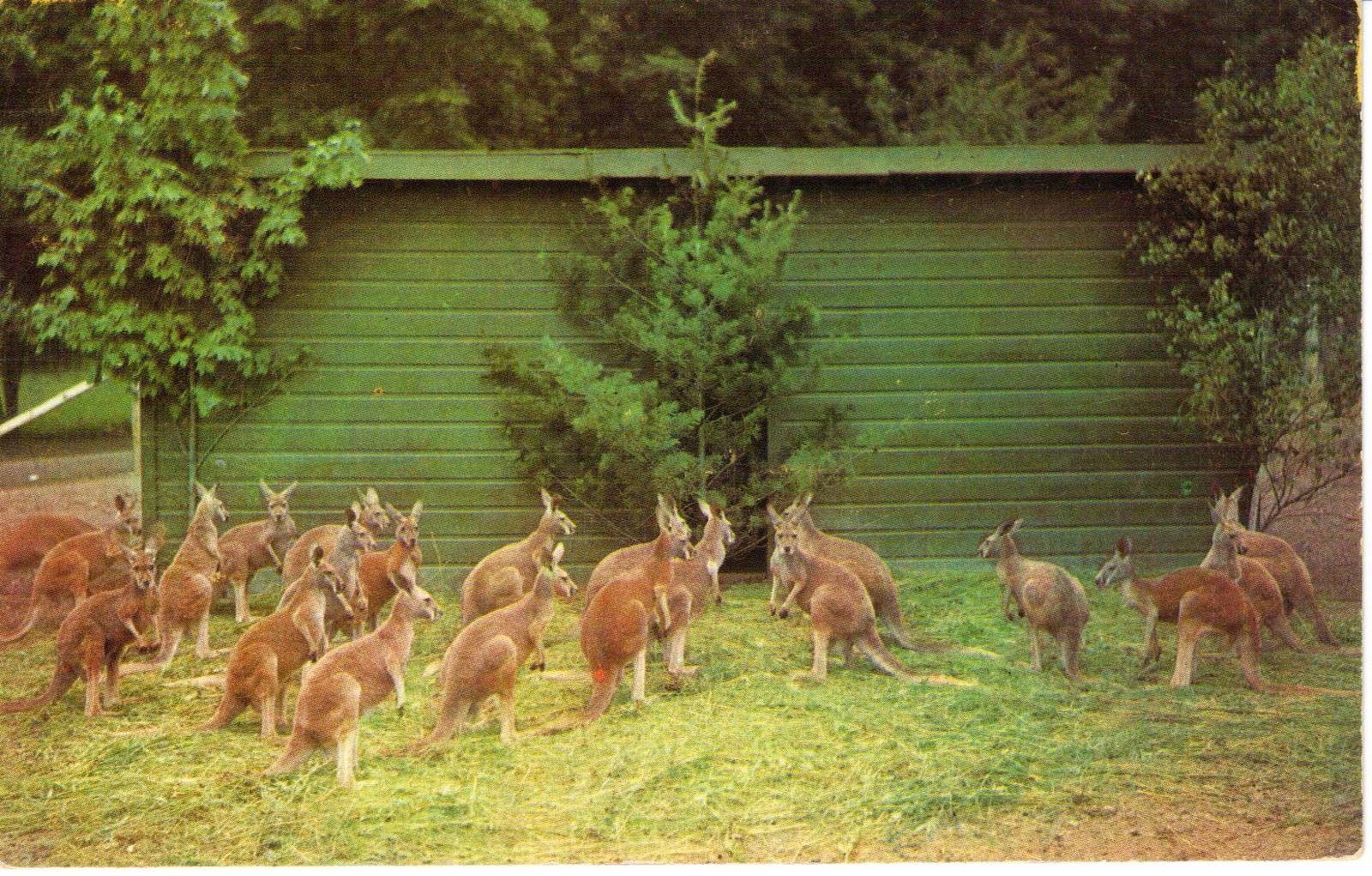 Catskill Game Farm Postcard