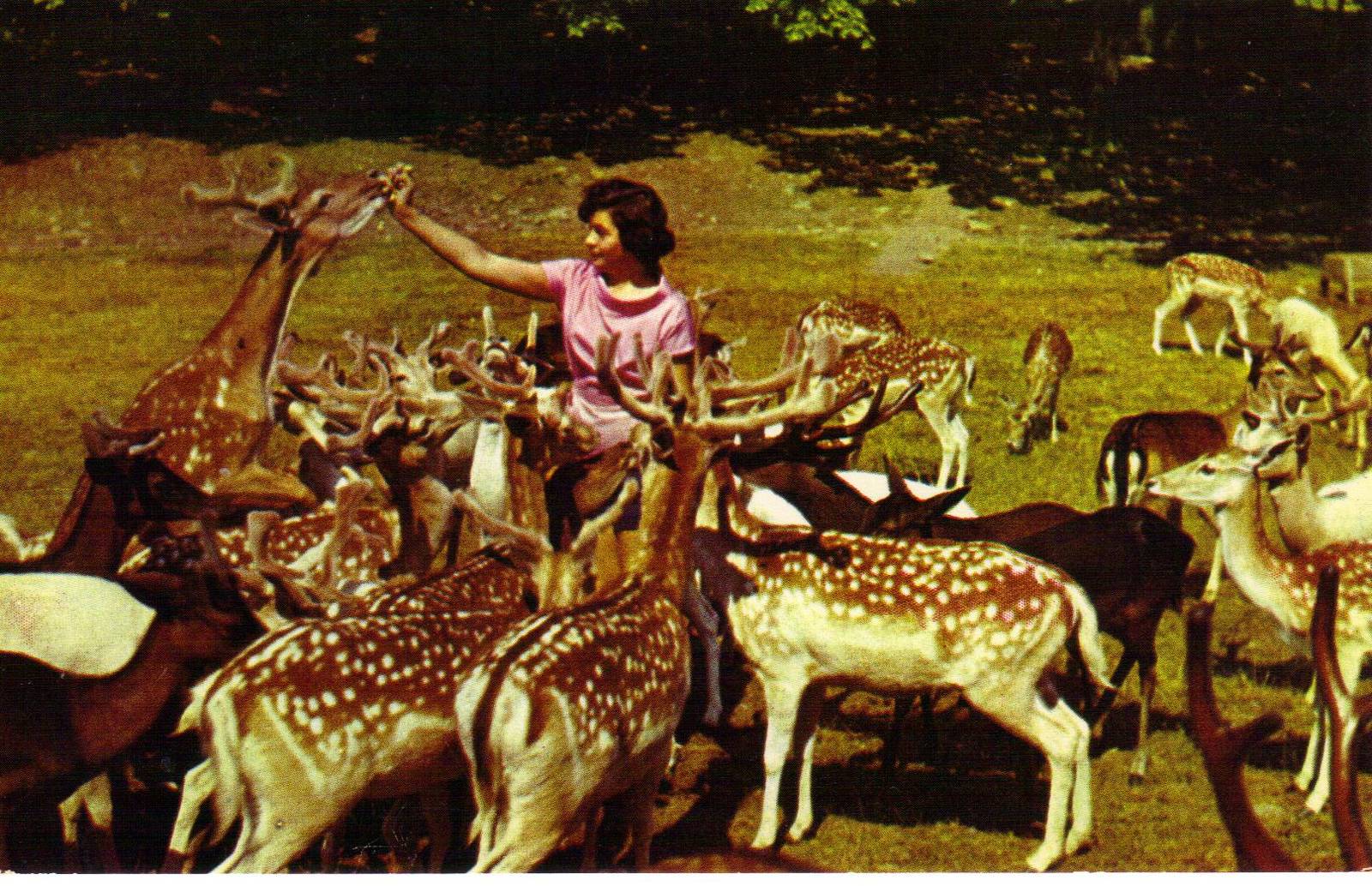 Catskill Game Farm Postcard