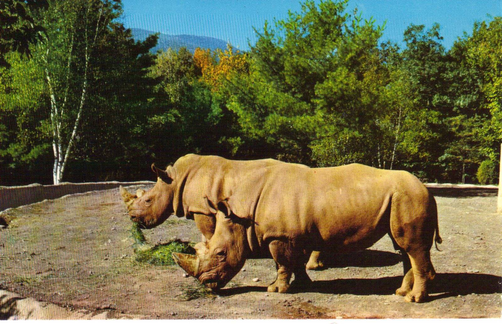 Catskill Game Farm Postcard